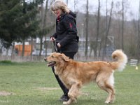 Bendix Obedience Workshop beim VdH Mauer 2016 (12)